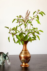 Tulsi (Ocimum Tenuiflorum) flowering plant in decorative metal vase. Holy basil on table.