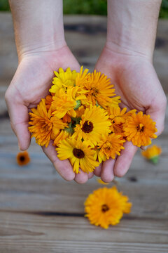 Bavaria, Germany, Hands of woman holding bunch of heads of blooming pot marigolds (Calendula officinalis)