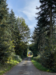 Schmale geteerte Straße durch einen kleinen Wald im Herbst
