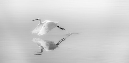 Heron In Flight with Reflections
