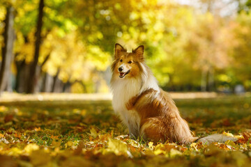 Naklejka na ściany i meble Red dog in an autumn leaves.