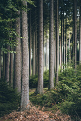 Fototapeta na wymiar eng aneinander stehende Bäume in einem mystischem Wald