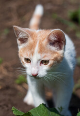 white kitten with red spots on a walk