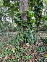 Dschungelpflanze mit Efeutute