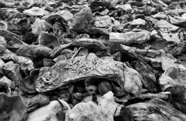 Oyster Shells in Black and White