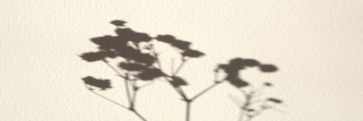 Branch shadow on white textured wall Baner