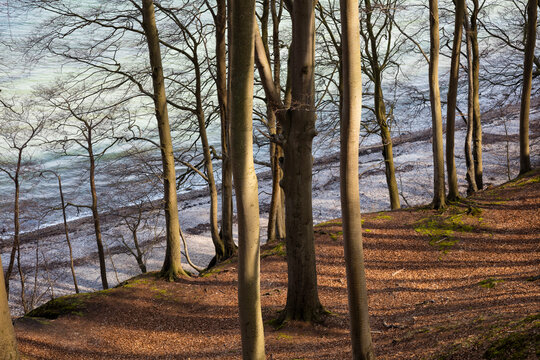Germany, Ruegen, Granitz, biosphere reserve, nature reserve, beech forest