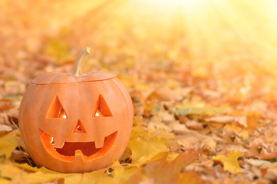 Halloween pumpkin on a background of autumn leaves