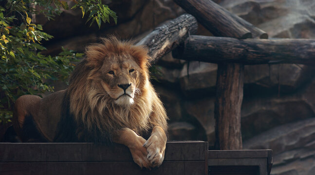 A beautiful portrait of a majestic lion against the background of mountains, logs. Lion in the zoo.
