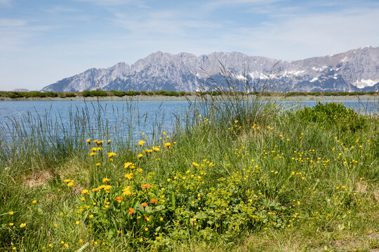 Flowering plants at Tanzboden lakeshore against sky, Tyrol, Austria