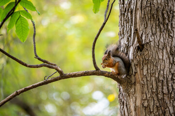 Obraz premium Curious red squirrel in the park