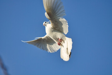 white dove in flight against a blue sky