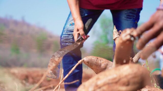 Close up hand hold cassava and cut