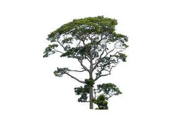 Fototapeta na wymiar Yang or Gurjan or Dipterocarpus alatus trees in the field