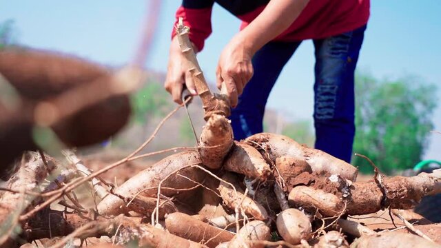 Holding huge cassava root and chopping slow motion 50fps
