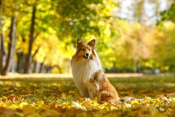 Red dog in an autumn leaves.