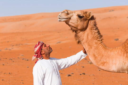 Bedouinn stroking his camel in the desert, Wahiba Sands, Oman
