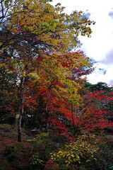 Naklejka premium 秋空に映える紅葉