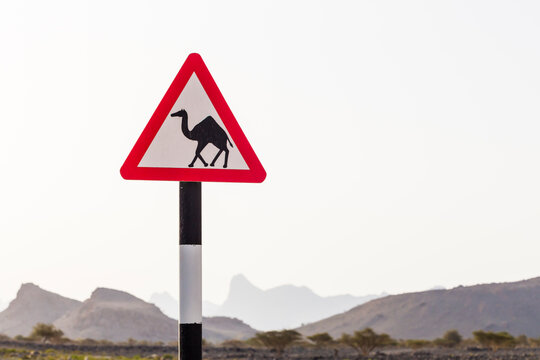 Camel Crossing Dign, Al Hamra, Ad Dakhiliyah, Oman