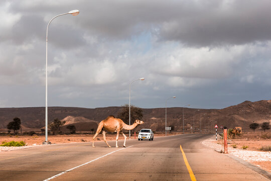 Sultanate Of Oman, A camel is crossing a road