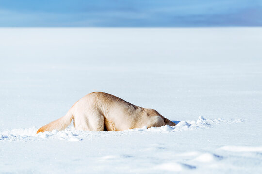 Dog sniffing in snow
