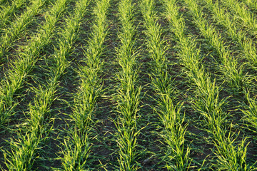Rows of young healthy grain winter crops in the field.