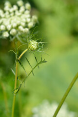 Wild carrot flower