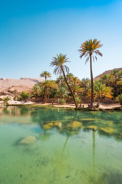 Arabia, Sultanate Of Oman, Palms in Wadi Bani Khalid