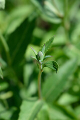 Dwarf Baloon flower