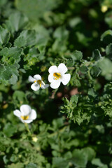 Ornamental bacopa