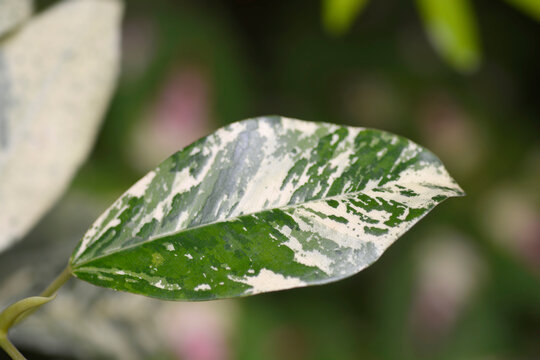 Variegated Port Jackson Fig