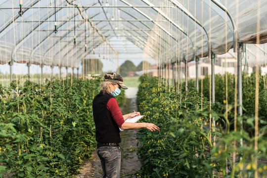 Female farm worker with surgical mask checking the growth of organic tomatoes in a greenhouse