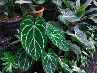 Heart shaped leaves, Anthurium clarinervium plant in the Tropical garden.