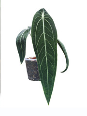 Spear shaped long leaves, Anthurium warocqueanum (Queen Anthurium) plant in pot, Tropical...