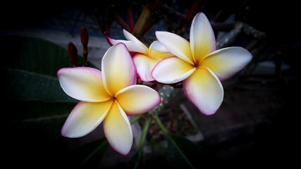 Fototapeta na wymiar Close-up o white and pink flowers against blur dark background