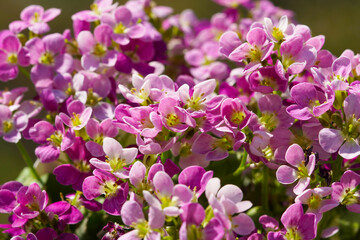 Obraz premium Sternchenblumen im Frühling