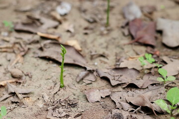 small jackfruit plant growing in the garden