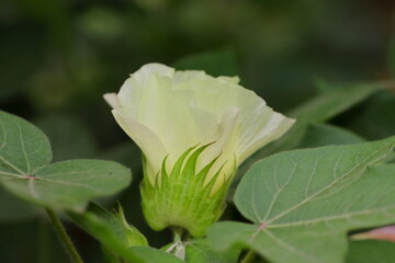 white flower of cotton crop grow on a cotton plant in the cotton field. cotton flower in cotton field