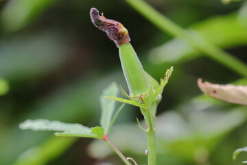 organic hybrid thai variety okra fruit or raw okra vegetable grows on the okra plant in the ladyfinger field