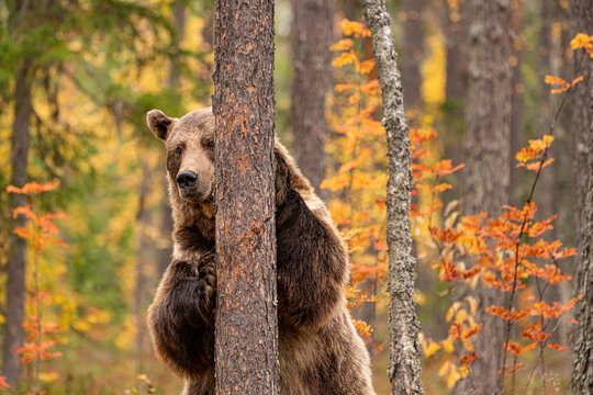 Wild bear in the woods