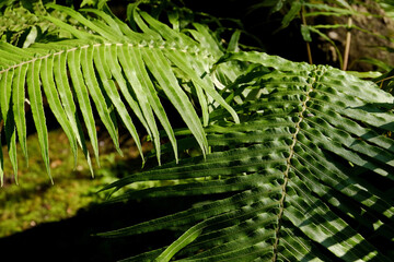 Close-up of leaves against dark background. Sunlight shine on tree leaves in daytime. Nature scene of tropical plants and sunlight. Fern trees alongside of the stream.