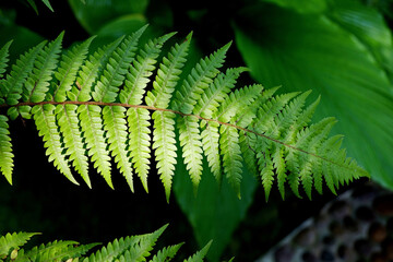 Close-up of leaves against dark background. Sunlight shine on tree leaves in daytime. Nature scene of tropical plants and sunlight. Fern trees alongside of the stream.