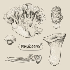 Hand-drawn mushroom vector illustration, EPS10. Monochrome sketch by engraved dots and lines. included Morels, Eryngii, and Maitake Mushroom.