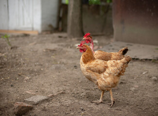 Happy chicken on the farm
