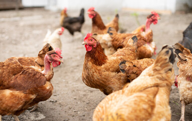 Happy chicken on the farm