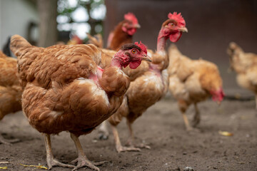 Happy chicken on the farm