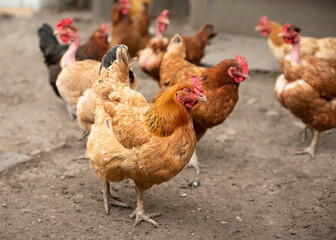Happy chicken on the farm