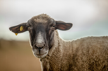 Happy sheep at summer sunset