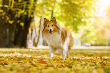 Obraz na płótnie Canvas Red dog in an autumn leaves.