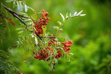 clusters of red mountain ash on a branch